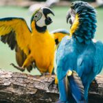 A colorful close-up of two vibrant macaws interacting on a log in a natural setting.