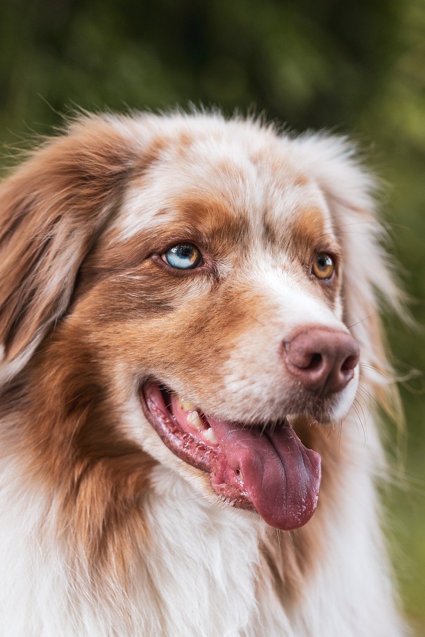 dog, nature, animal, pet, domestic animal, animal photography