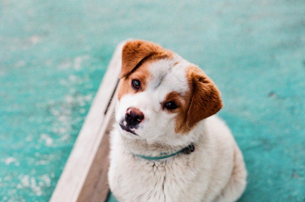 pet, dog, puppy, nature, animal, cute, love, friendship, friends, happy, young, doggy, pug, vet, funny