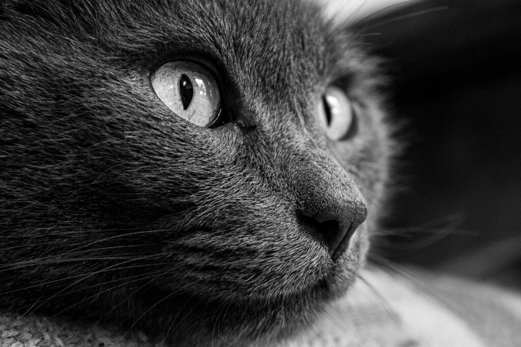 animal, cat, animaux, domestique, portrait de chat, des animaux, pet, nature, chat, animal de compagnie, gray talking