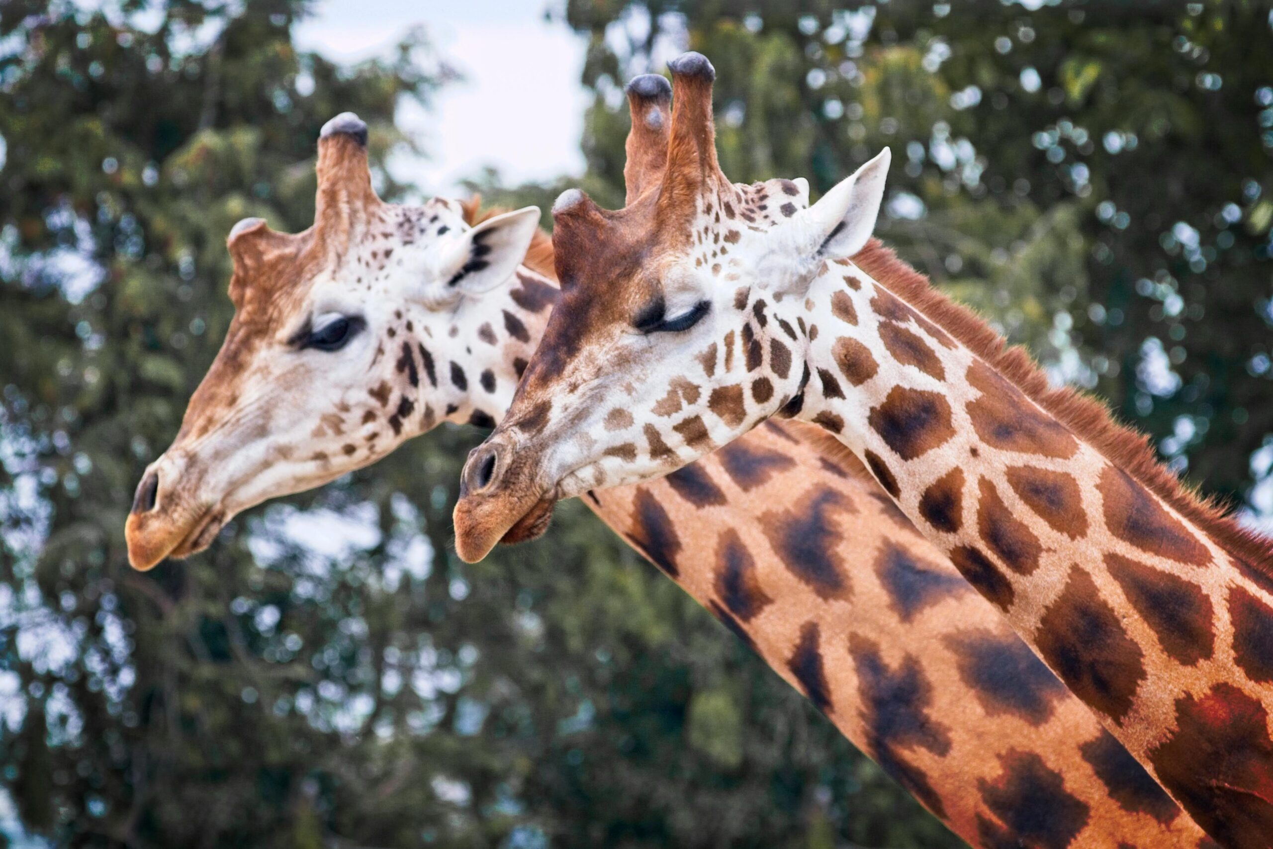 Close-up of two giraffes with long necks in their natural habitat, showcasing their unique patterns.