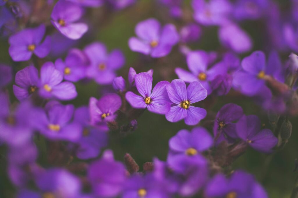 Close-up of vibrant purple aubrieta flowers in full bloom, capturing their delicate beauty.